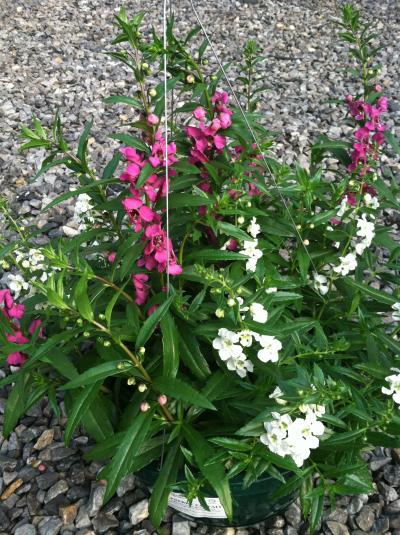 thumb_photo