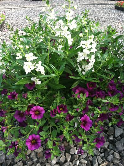 thumb_photo2
